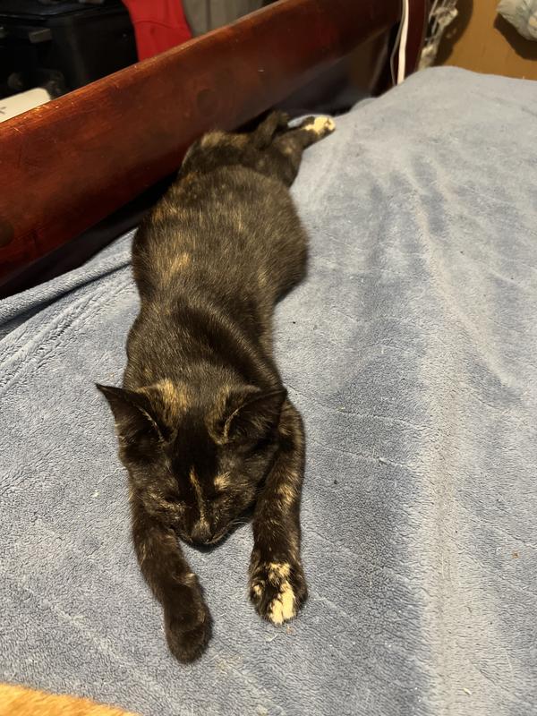 Capstar Flea Tablets for Cats 225 lbs., Count of 6 Petco