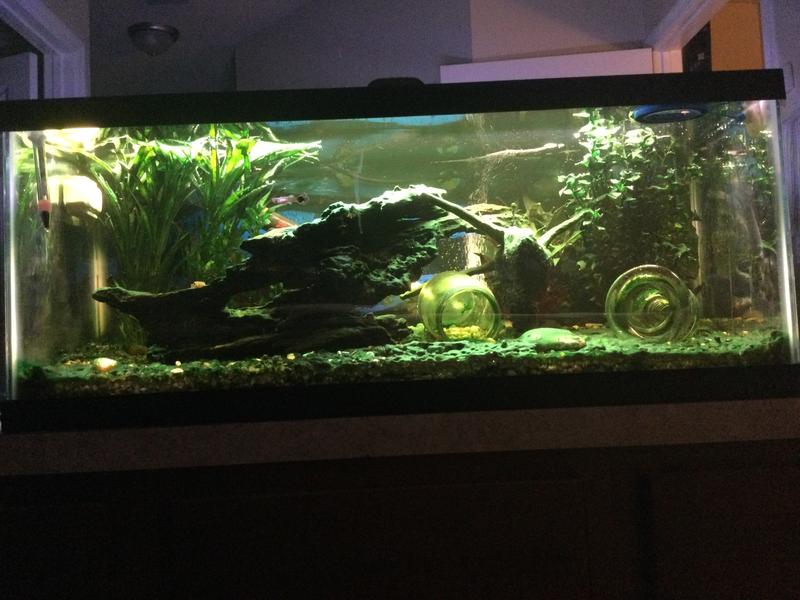 Aqueon 75 gallon aquarium petco hotsell