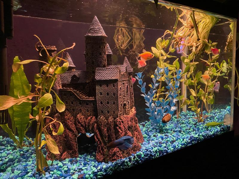 Castle betta fish clearance tank