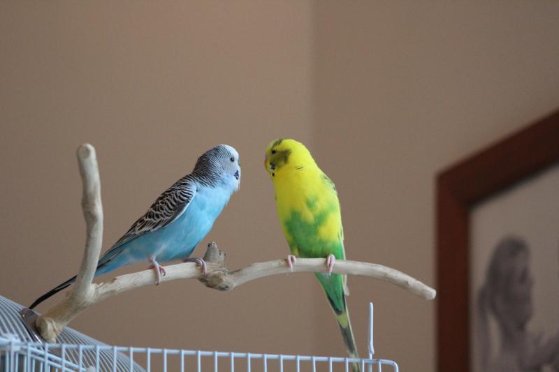 Best buddies