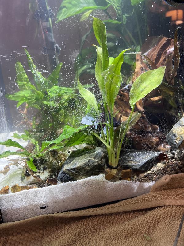 Can see a little bit of the soil in the bags under the sand in side view of my tank.