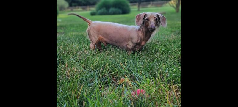 Ball in the yard