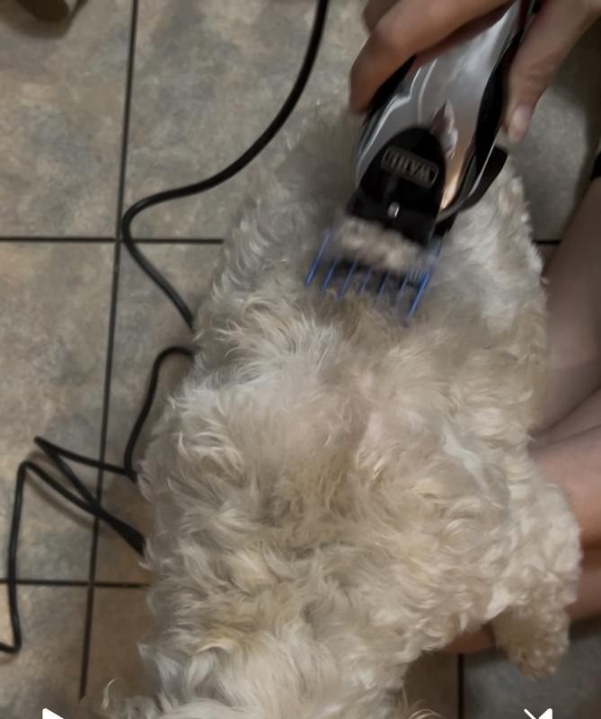 Maltese poodle cross