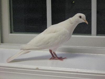 Kaytee Supreme Daily Blend Dove Food Petco