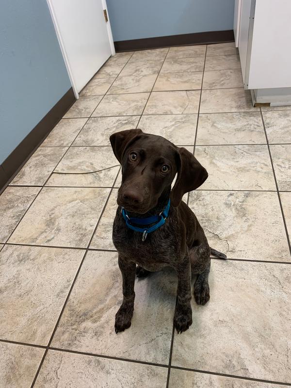 Good2Go Martingale Dog Collar, Teal, Medium Petco