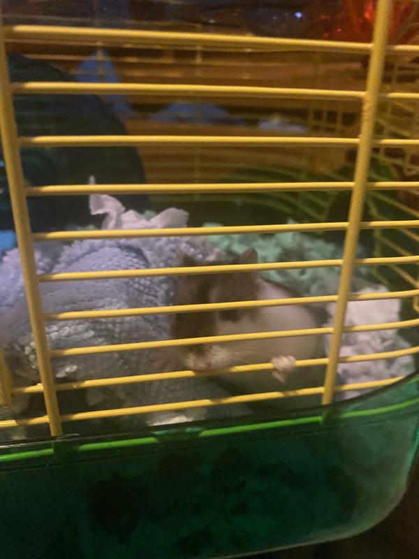 Hamsters for Sale: Dwarf Djungarian Hamsters for Sale