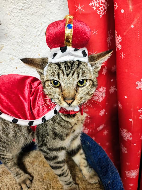 Takeshi, the king!