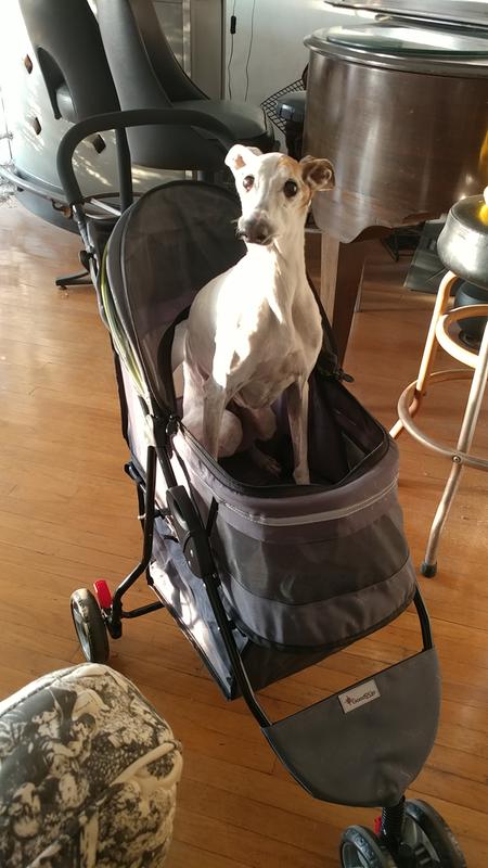 petco cat stroller