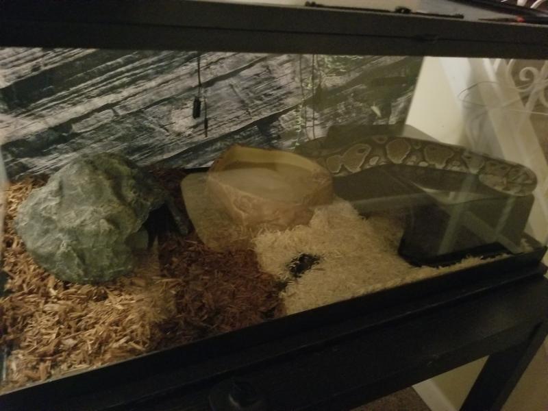 Male normal ball python
