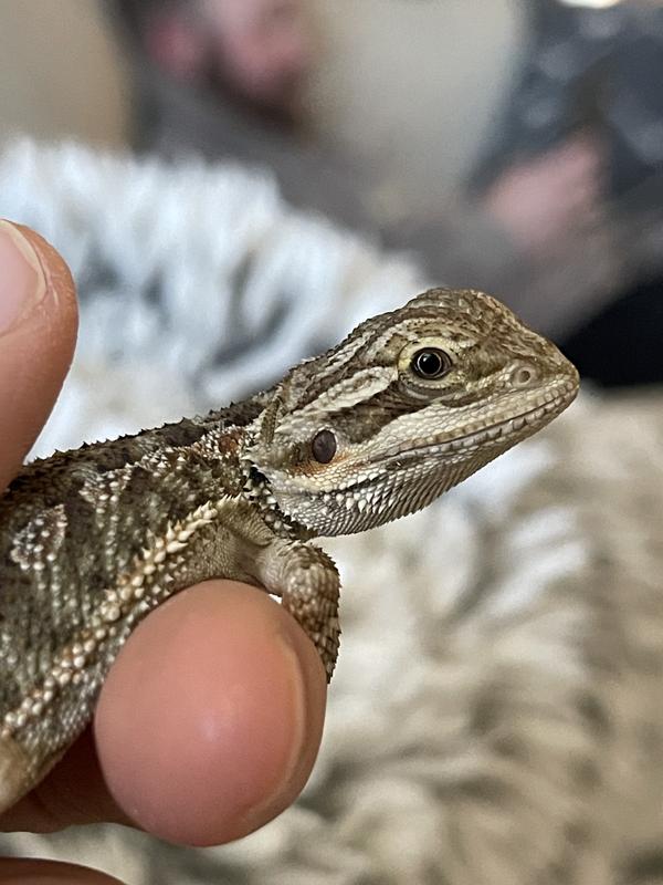 Juvenile bearded dragon kit best sale