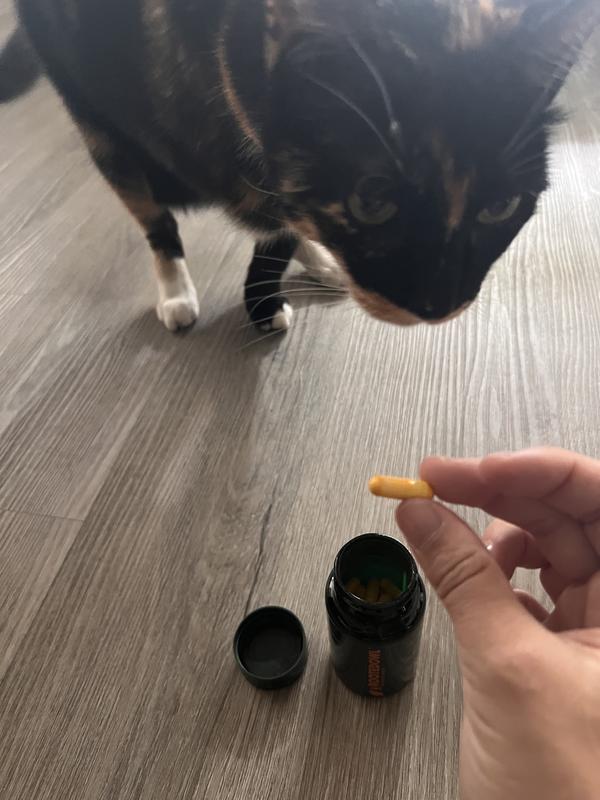 Pill is pretty large for a cat!