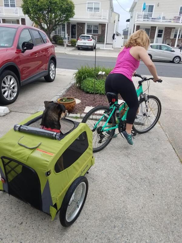 schwinn rascal plus bike trailer for dogs