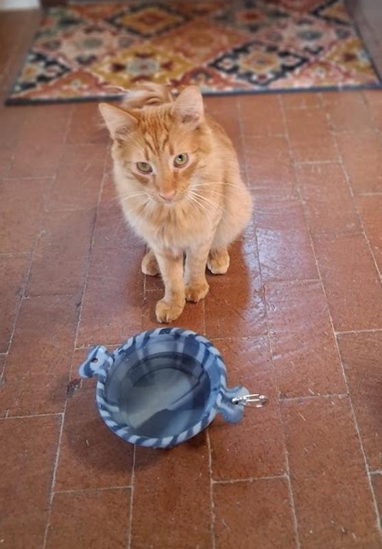 Cat approved!