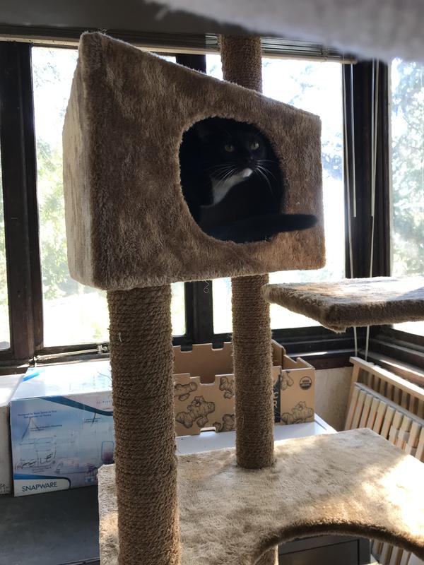 EveryYay Essentials Brown Lookout Large Cat Loft 8Level Cat Tree, 76" H Petco