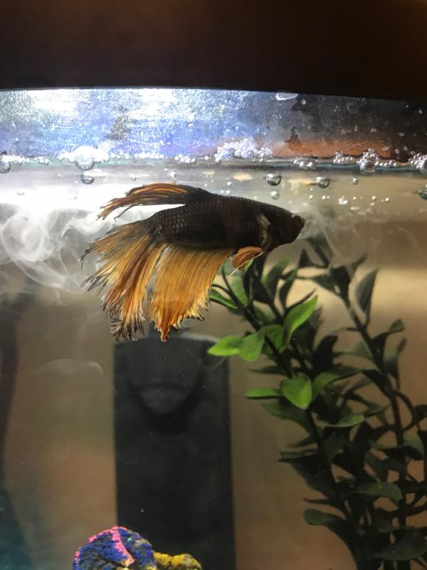 Day 3 (on day 1 he had about half as much fin)