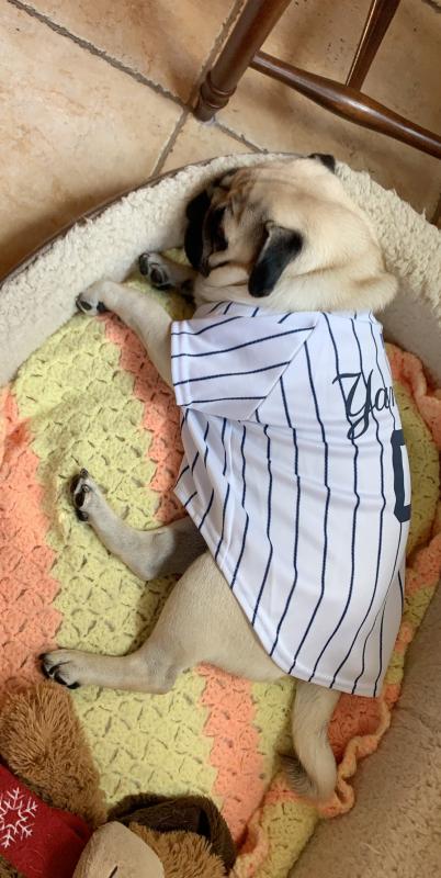 yankees dog jersey