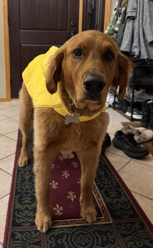 The banana hood didn’t quite fit due to the shorter length of the costume on his longer body and fell back when he walked around.