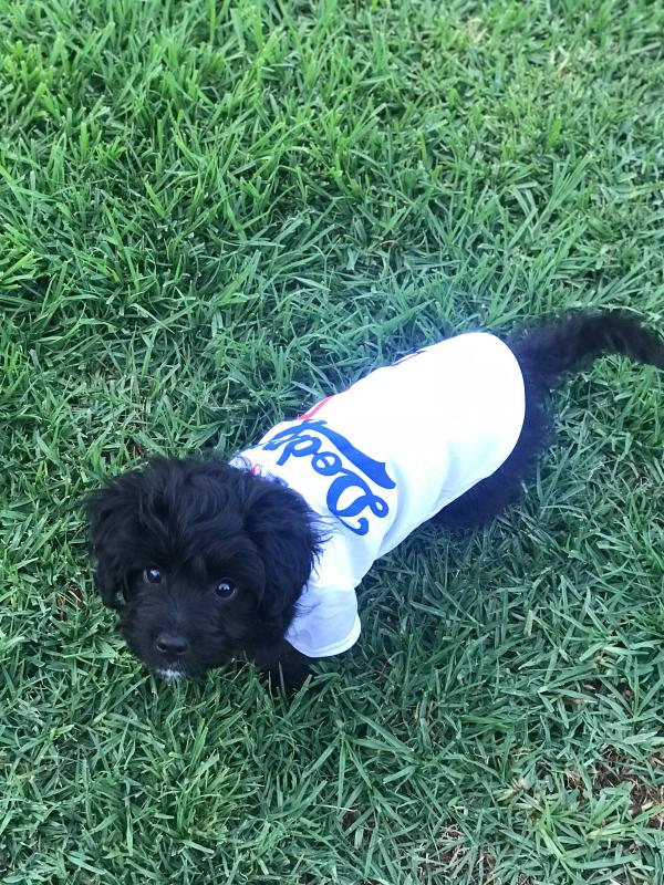 dodgers puppy clothes