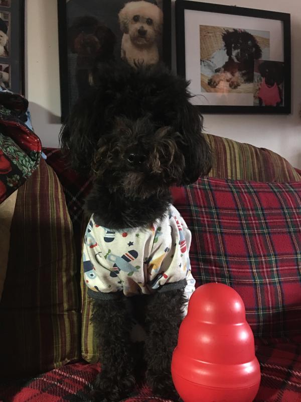 Huge toy not for small dogs