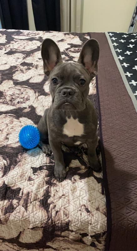 Petco royal canin outlet french bulldog