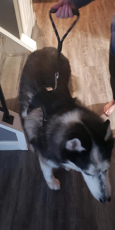 Lokis new short leash