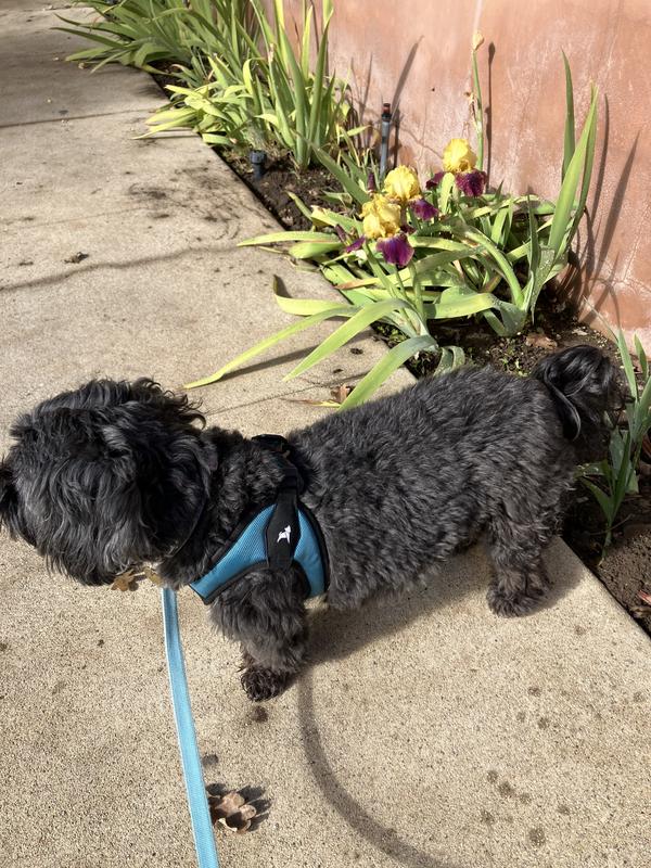 Gooby on sale harness petco