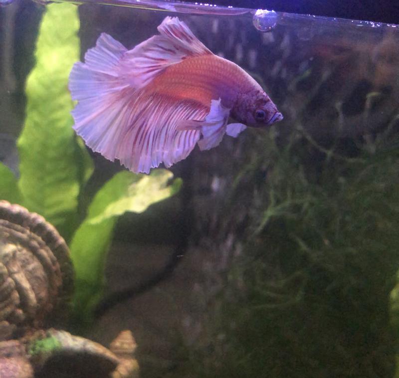 Pink betta hot sale for sale