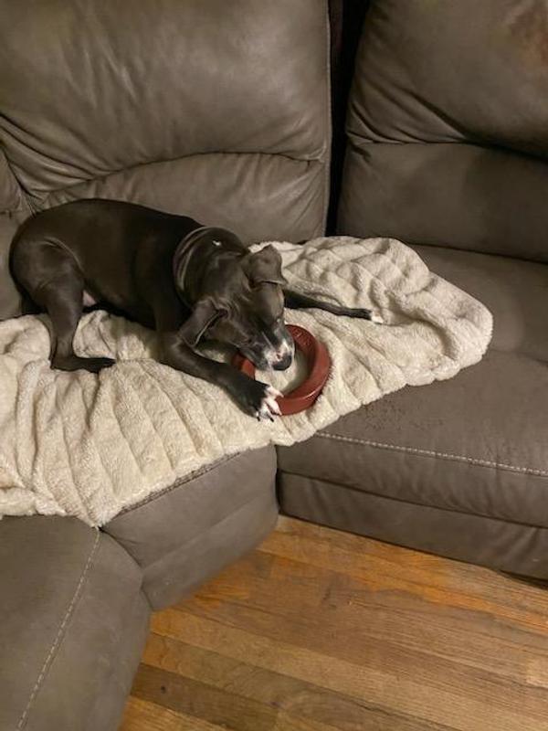 Luna enjoying the toy