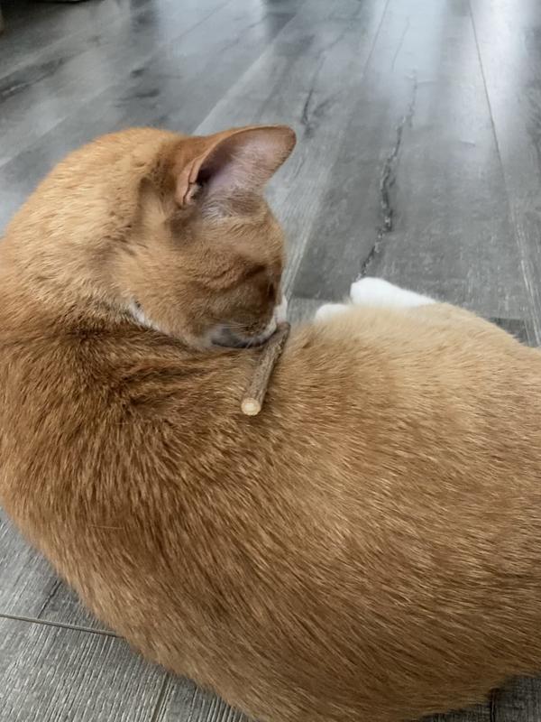 Still smelling the stick