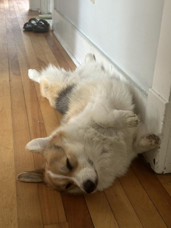 I never received the product so enjoy this cute corgi instead.