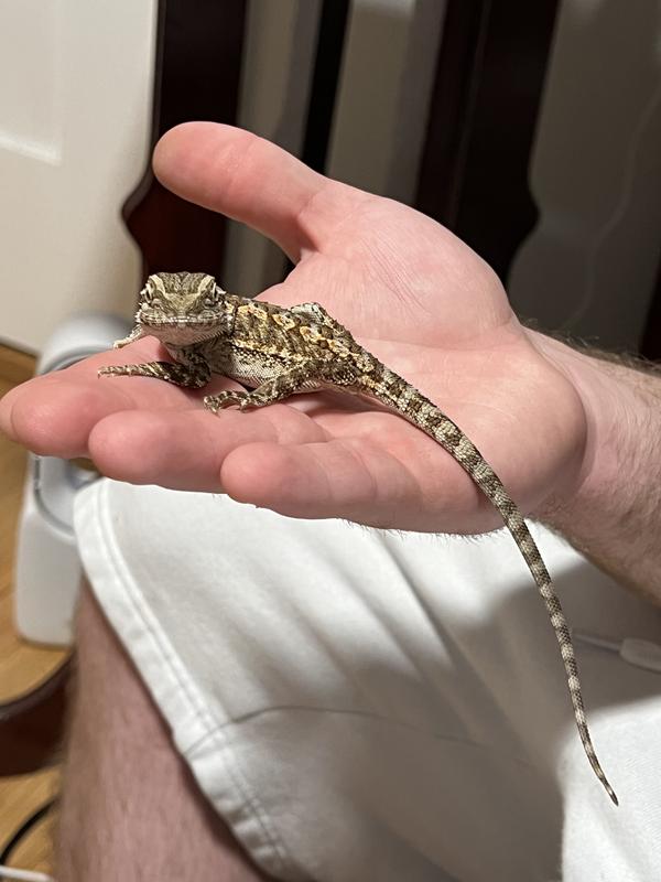 Bearded Dragon for Sale