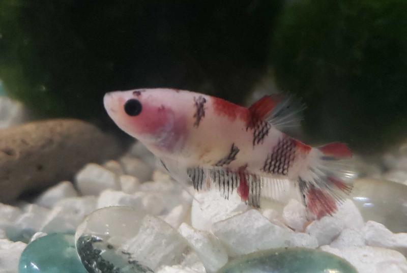 petco koi betta