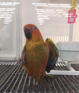 Jenday conure 2025 price at petco