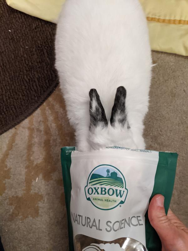 Harry the rabbit grabbing a "treat."