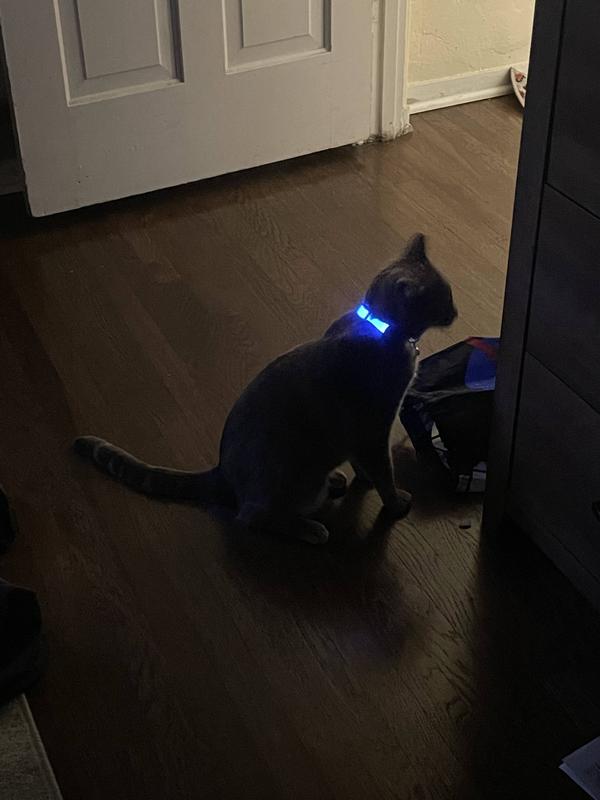 Illuminated cat cheap collar