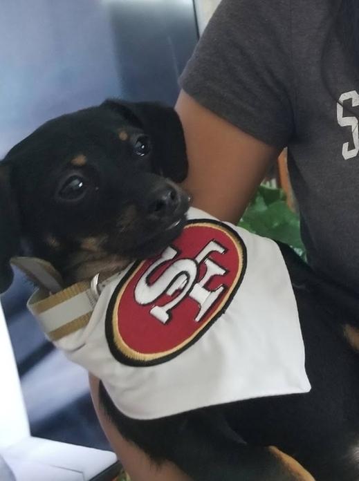 Petco Has Chiefs and Eagles Dog Jerseys on Sale Ahead of Super Bowl