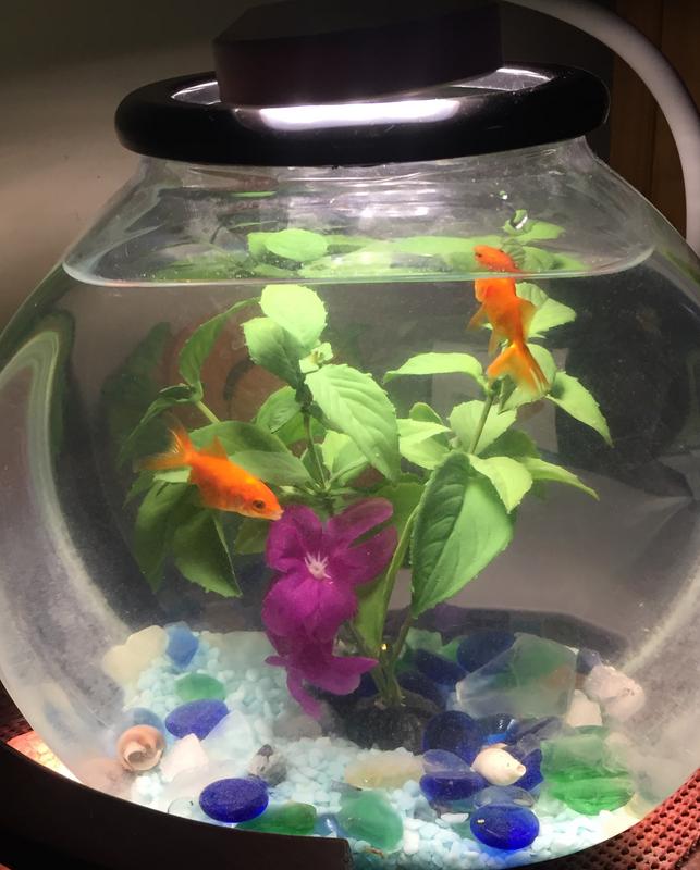 1 gallon clearance fish bowl