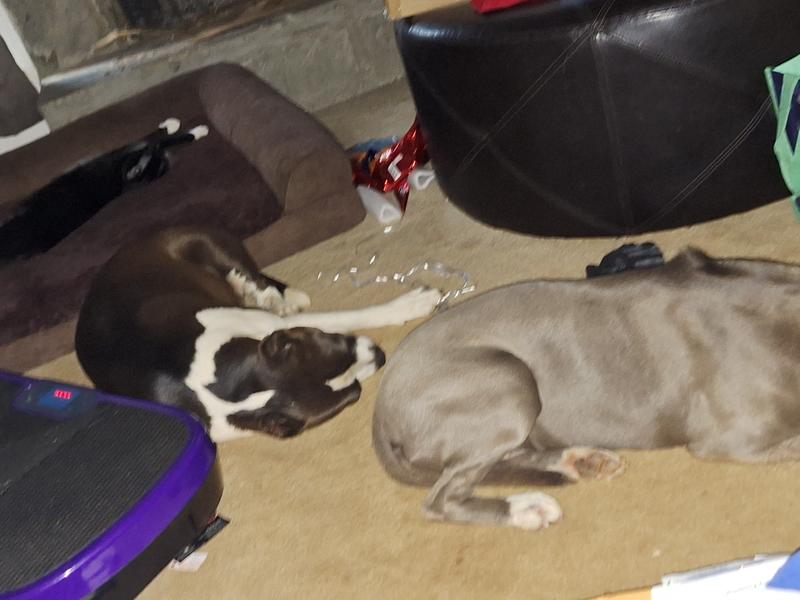 Cat - Dogs Love & Harmony
