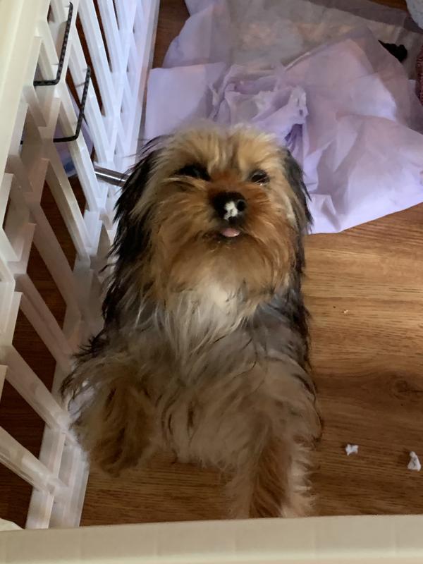 I did not tear up the paper puppy pad the cat did it!!!
