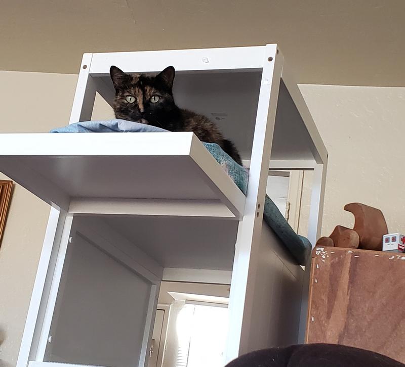 Zoovilla Bookshelf Cat Tree 60