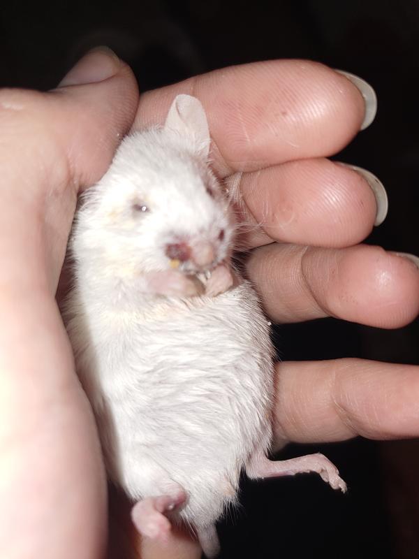 Mice For Sale Mus Musculus Petco