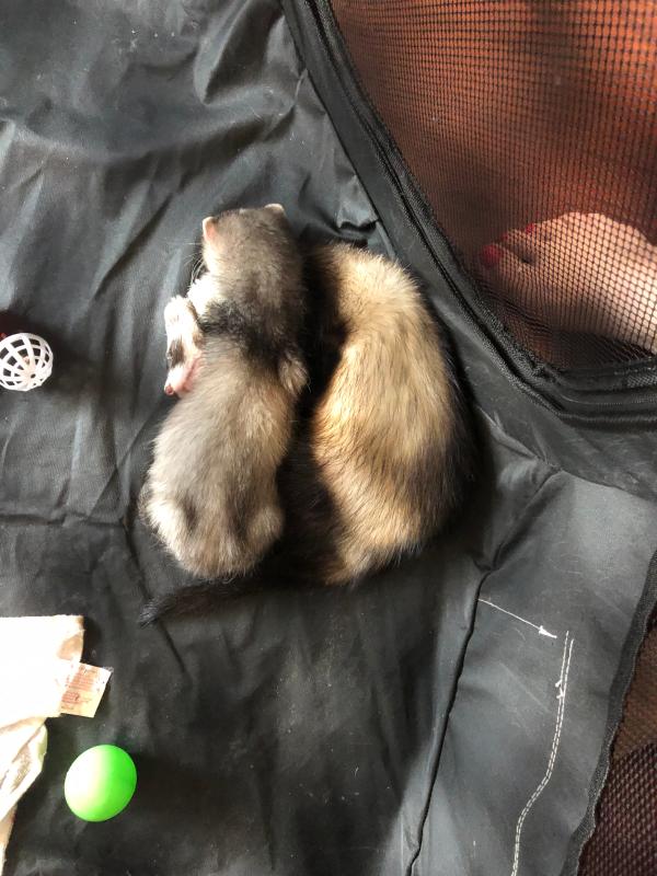 ferret pet shop