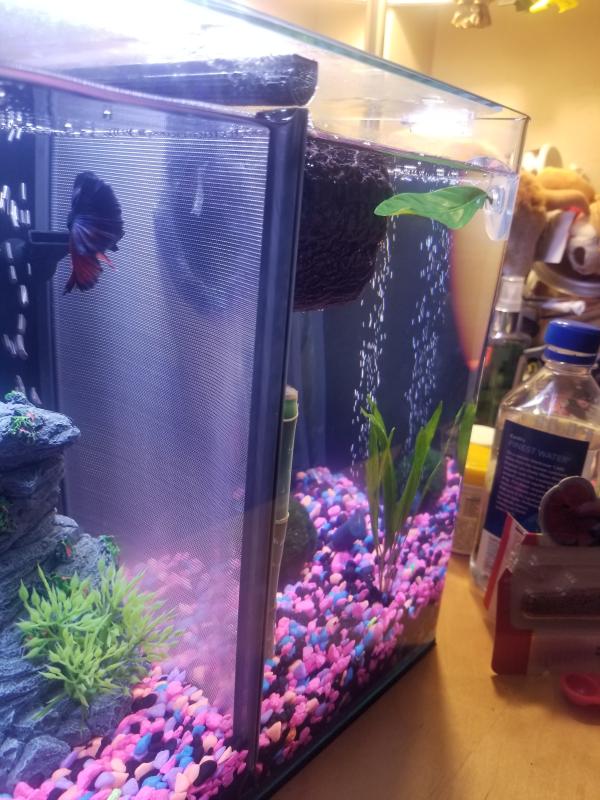 fish tank separator petco