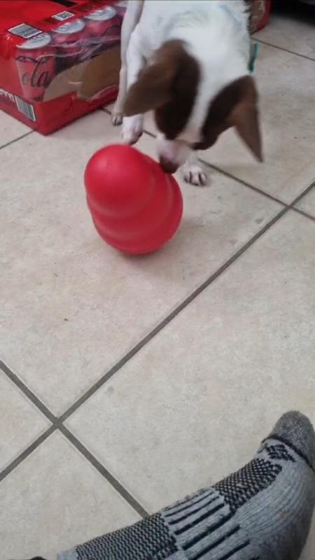 Kong wobbler small best sale