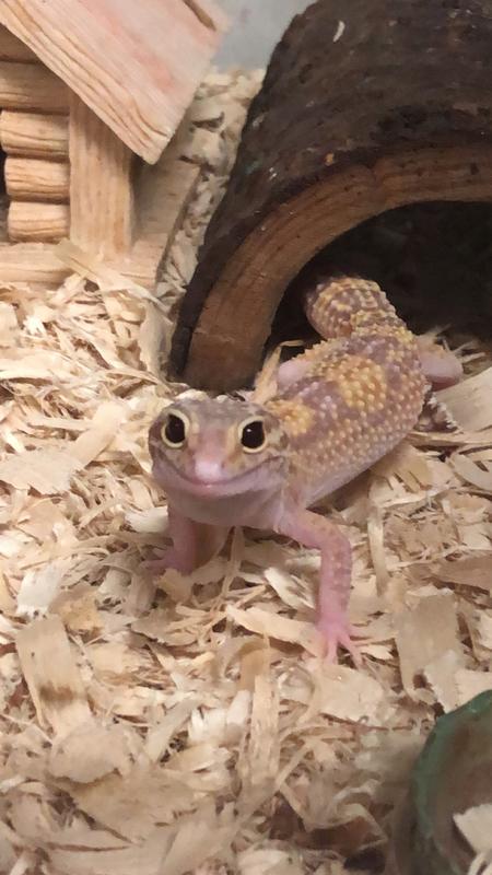 Pet stores hot sale that sell geckos