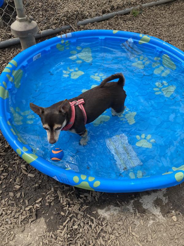 Zoe the Chiweenie