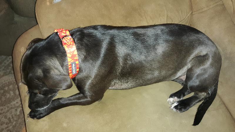 Fits my medium and large dog easily