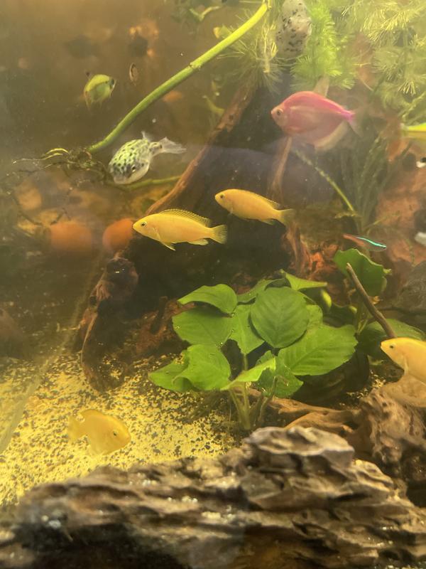 My pets