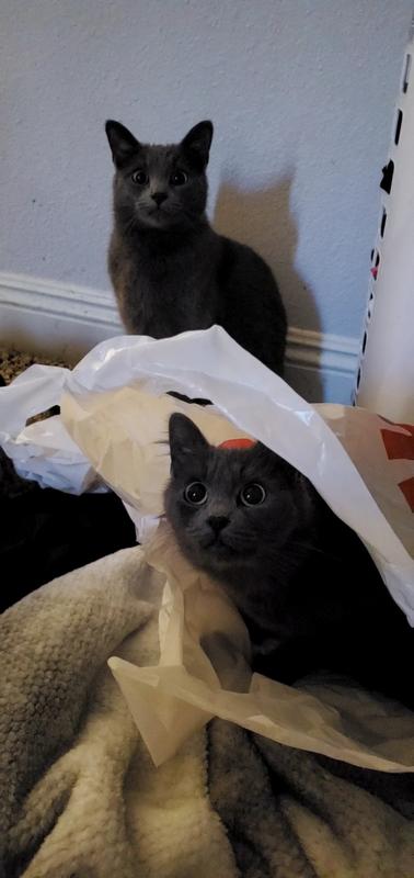 Allie and her sister graycee (allie is the one in the bag)