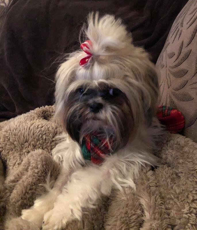 Well & Good Dog Shampoo & Conditioner, 16 fl. oz. Petco